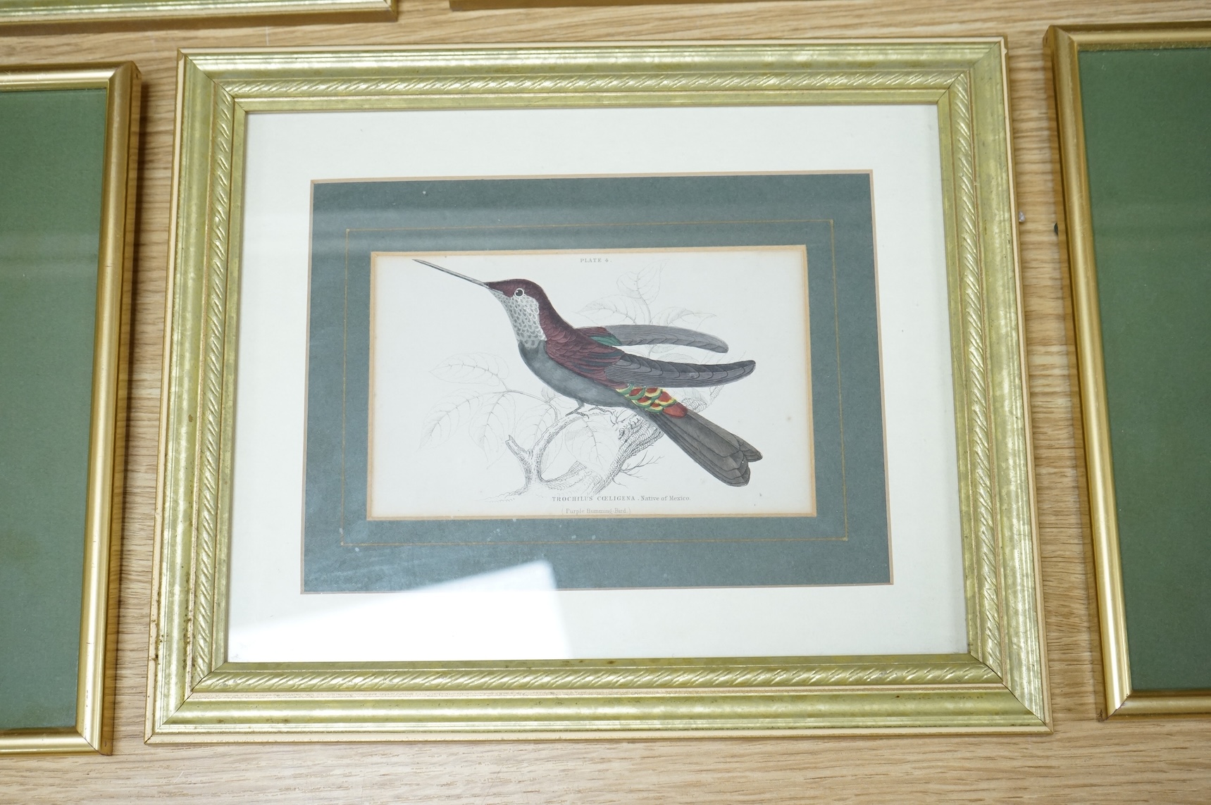 Sir William Jardine (1800-1874), ‘Jardine Hummingbirds’ to include White Striped Hummingbird and Purple Hummingbird, twelve colour plates, 9 x 14cm